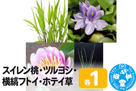 スイレン桃(1)+ツルヨシ(1ポ)+横縞フトイ(1ポ)+ホテイ草(1株)