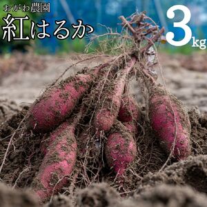 産地直送 紅はるか 3kg さつまいも サツマイモ 芋 | 110M