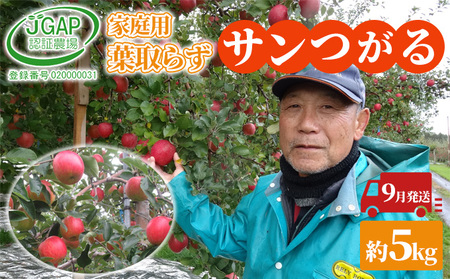9月発送 家庭用 葉取らず サンつがる 約 5kg【 訳あり 】鶴翔りんごGAP部会 青森県産 津軽産 リンゴ 林檎 つがる 果物類 フルーツ 