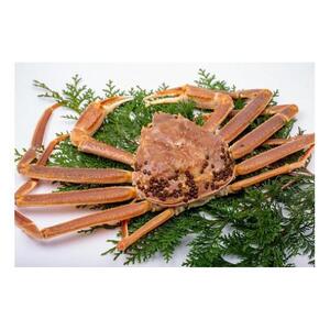 【竹】極選松葉ガニ(ボイル) 600g級 ブランドタグ付【さんチョク】