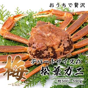 【梅】極選松葉ガニ(ボイル) 500g級 ブランドタグ付【さんチョク】