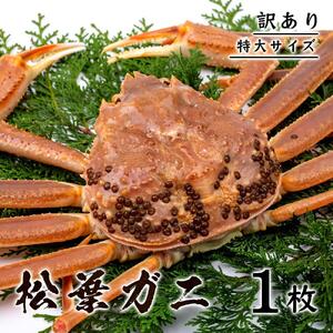 【訳あり】松葉ガニ(ボイル) 800g級 特大サイズ【さんチョク】