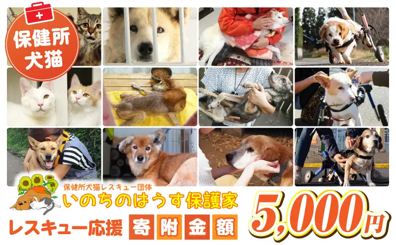 保健所犬猫レスキュー【返礼品なしのご寄附】