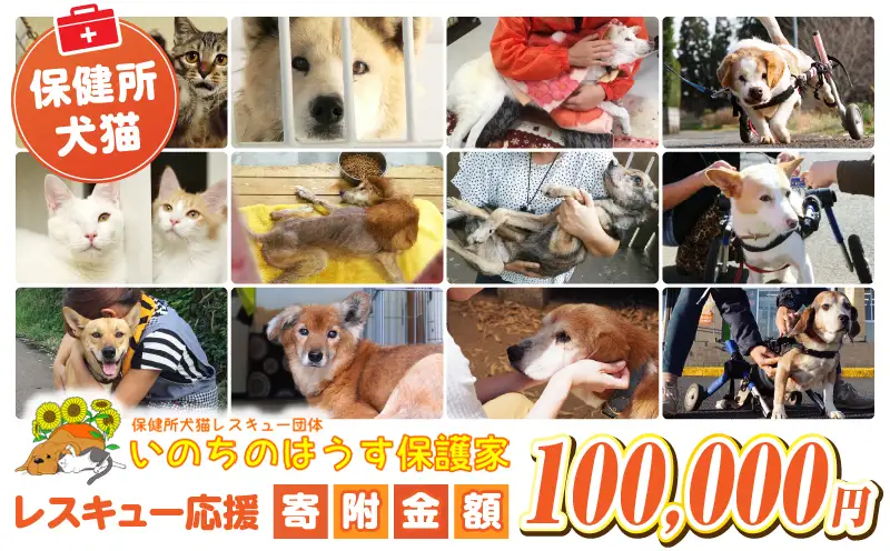 保健所犬猫レスキュー【返礼品なしのご寄附】_a0625_in