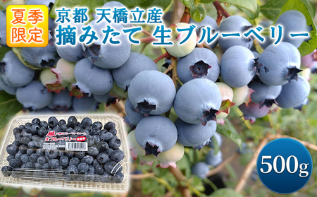 【ふるさと納税】令和8年夏季予約販売 摘みたて 生ブルーベリー 500g 〈お届け：2026年8月末まで 〉フルーツ ブルーベリー