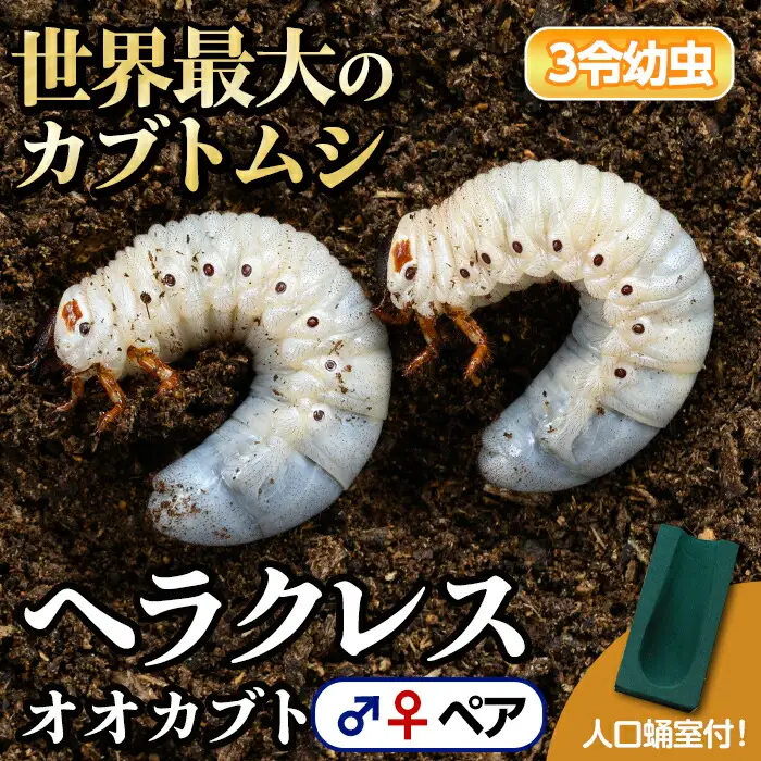 【B76001】ヘラクレスオオカブト (ヘラクレスヘラクレス) 3令幼虫ペア(オスメス) 人工蛹室付 鹿児島 ヘラクレス カブトムシ かぶとむし 雄 オス 昆虫 虫 むし 幼虫 生体 飼育 生き物 生物【ビートル倶楽部】