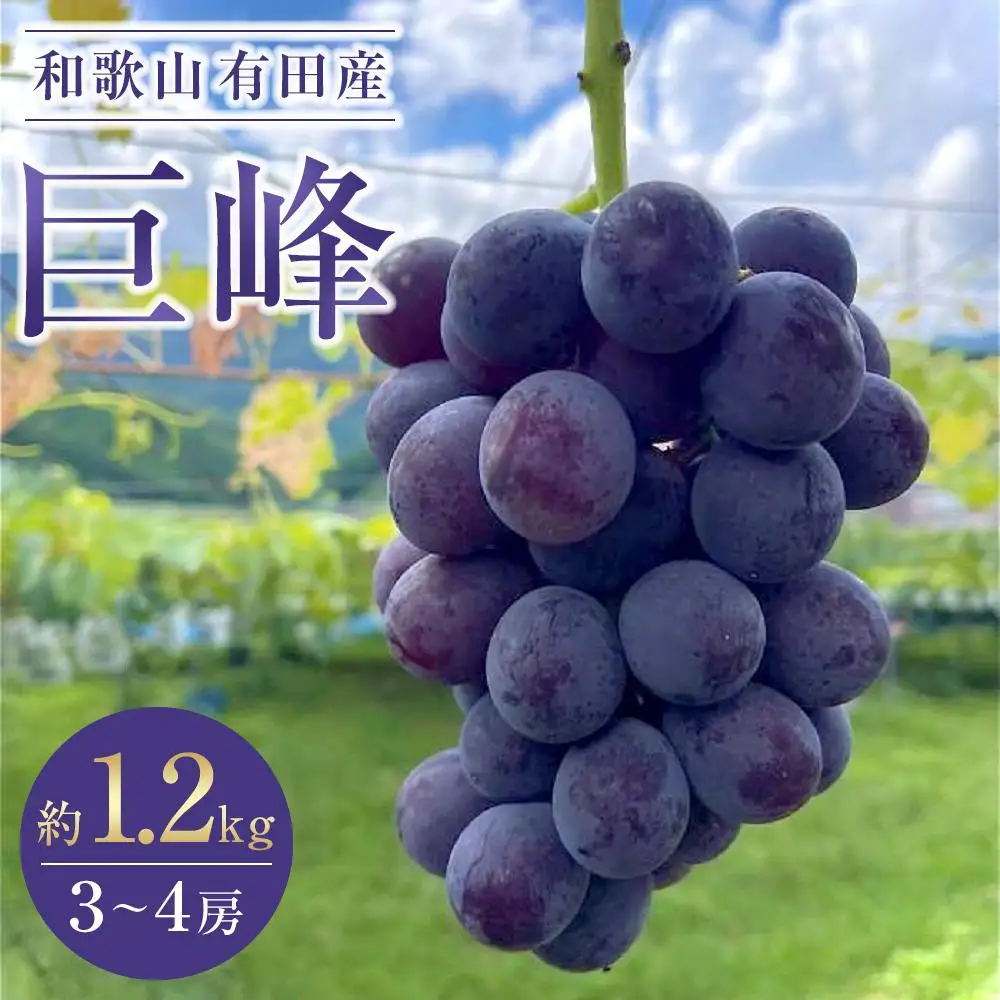 有田産 巨峰 1.2kg 3~4房 フルーツ 巨峰 ［2026年8月下旬以降発送］ 先行予約 和歌山 