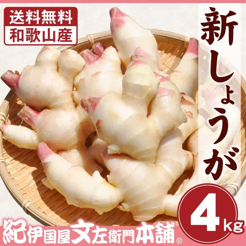 フレッシュ新しょうが４kg詰め 和歌山県産 新生姜 新鮮 産地直送 自家製 甘酢漬け、紅ショウガ、生姜湯、砂糖漬けに【クール冷蔵便】紀伊国屋文左衛門本舗