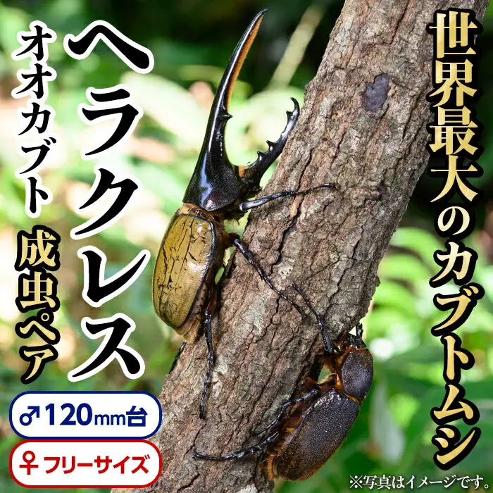 【C76001】ヘラクレスオオカブト (ヘラクレスヘラクレス) 成虫ペア オス(120mm台) メス(フリーサイズ) 鹿児島 ヘラクレス カブトムシ かぶとむし 雄 オス 昆虫 虫 むし 成虫 生体 飼育 生き物 生物【ビートル倶楽部】