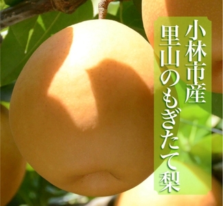 【産直もぎたて】里山のもぎたて梨　計3kg