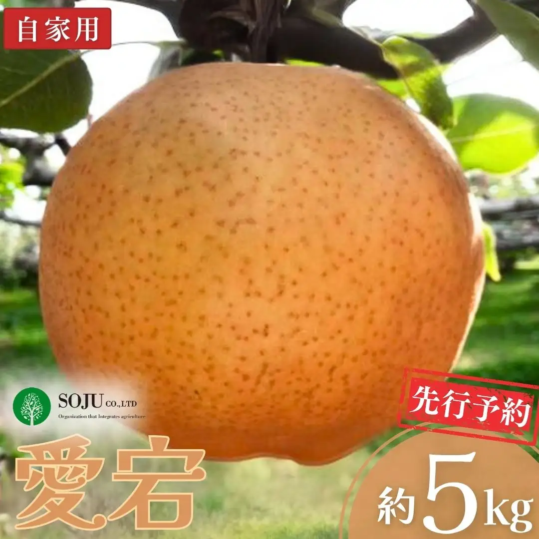 先行予約 和梨 愛宕 自家用 約5kg 令和8年度 新潟県三条市産 梨 三条果樹専門家集団