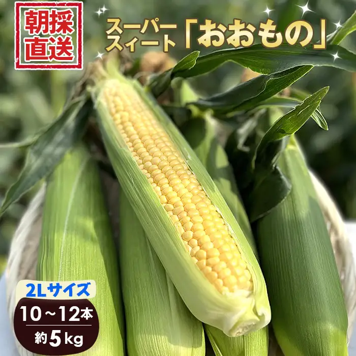 ［坂東市産］朝採り直送とうもろこし スーパースィート「おおもの」2L 10本～12本 5kg No.265