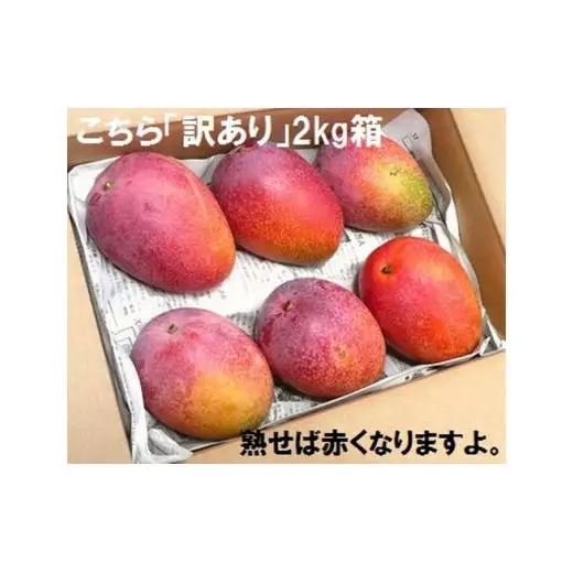 ＜予約受付＞完熟アップルマンゴー 3~6個 約2kg 