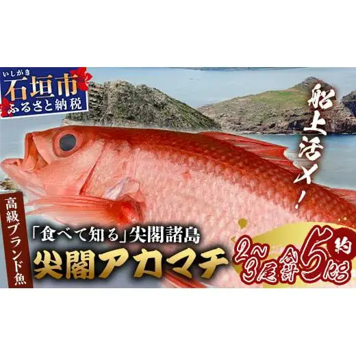 【予約受付】高級ブランド魚 尖閣赤マチ 2～3尾 合計約5kg  GK-1