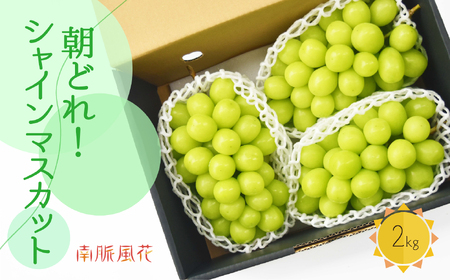 【2026年発送】 朝採れ！ シャインマスカット2㎏ ALPAJ023 | シャインマスカット