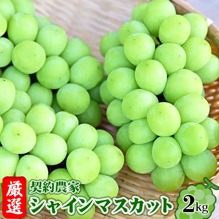 【令和8年9月頃発送】厳選　契約農家　シャインマスカット　約2kg　桑折町振興公社　ぶどう ／ ブドウ 葡萄 果物 くだもの フルーツ マスカット 桑折 こおり こおりまち 福島県 特産品 No.204