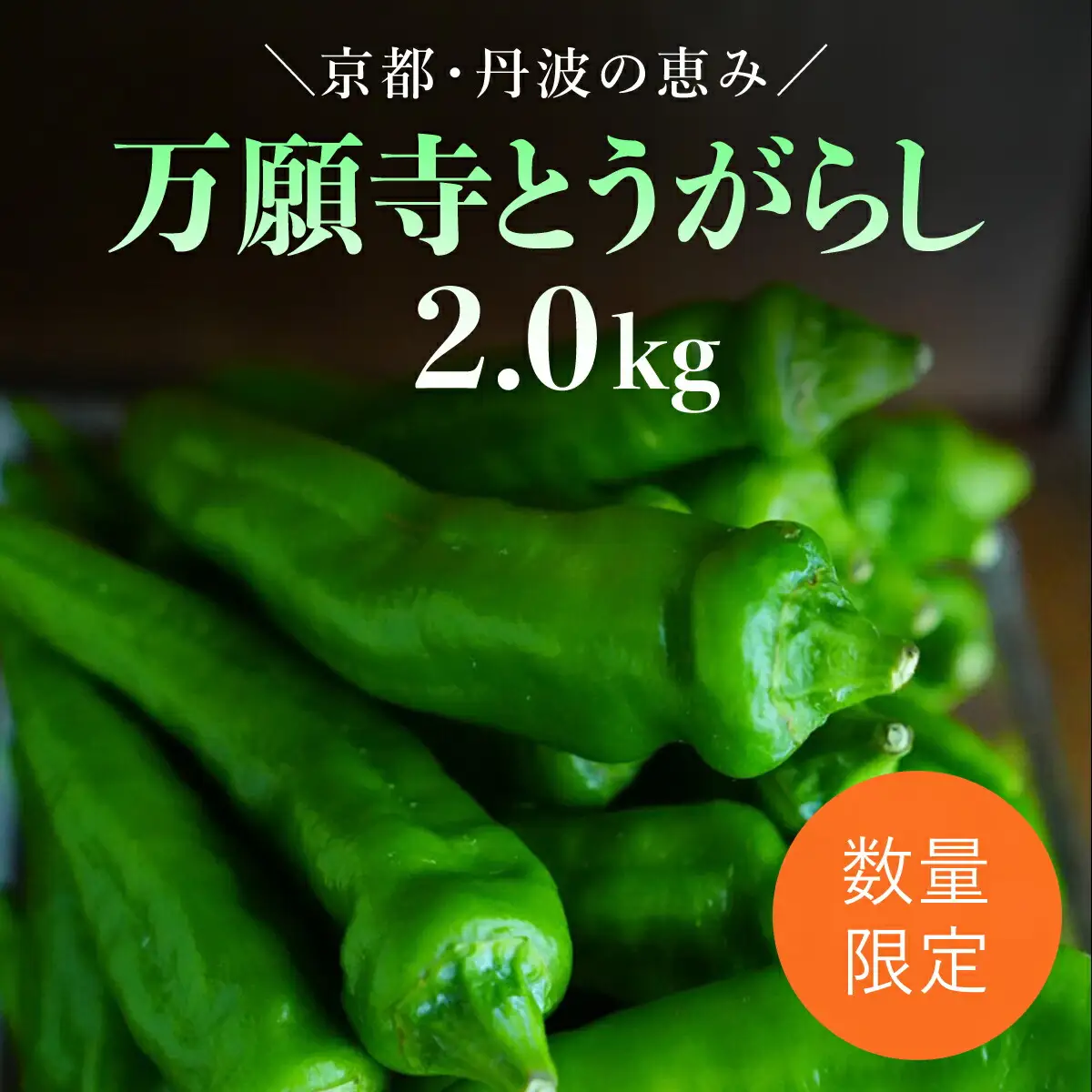 ＜先行予約！2026年6月上旬以降順次発送予定＞万願寺とうがらし(2kg) 京野菜 野菜 旬の野菜 万願寺とうがらし 伝統野菜 京都 【fc-DB008】【夜久野 清雫】