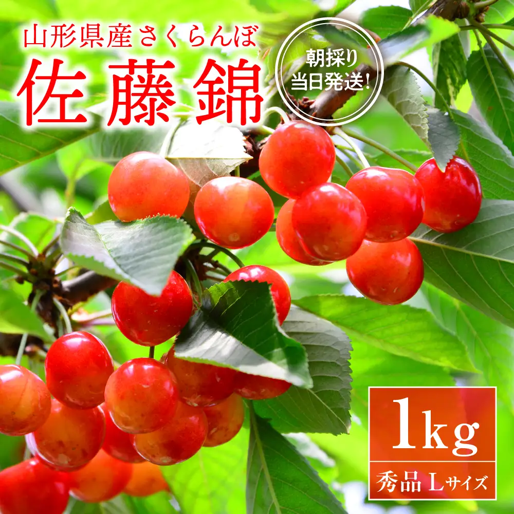 さくらんぼ 佐藤錦 秀品 1kg 朝採り 当日出荷 さくらんぼ