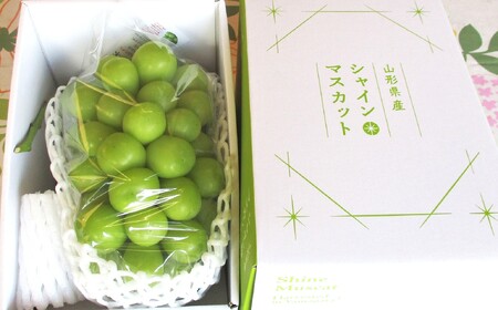 ぶどう（シャインマスカット）大房　１房（８５０ｇ～９５０ｇ）　0025-2608