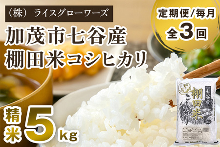 【令和7年産】【定期便3回毎月お届け】七谷産 棚田米コシヒカリ 精米5kg 《順次出荷》 白米 （株）ライスグローワーズ