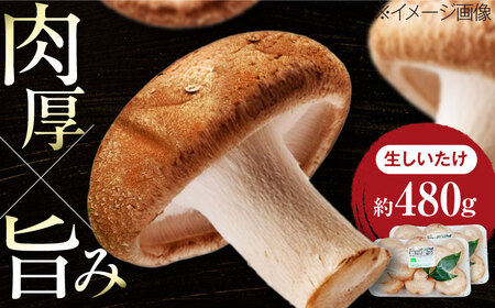 生しいたけ (菌床栽培) 約240g×2パック BKAY013 しいたけ