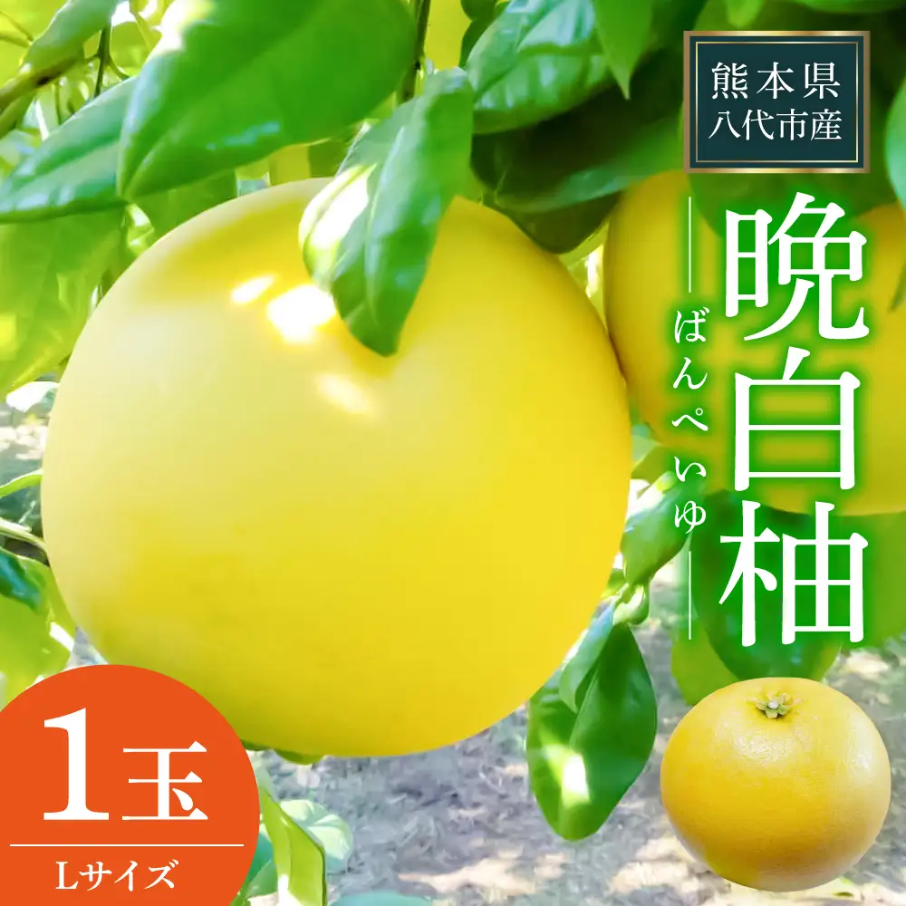 【先行予約】 晩白柚 Lサイズ 1玉 ばんぺいゆ 柑橘 【2026年12月中旬より順次発送】