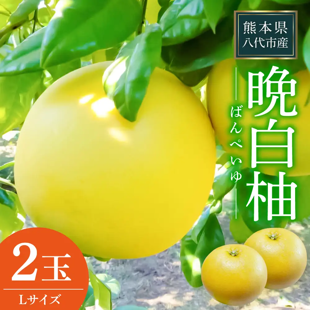 【先行予約】 晩白柚 Lサイズ 2玉 ばんぺいゆ 柑橘 【2026年12月中旬より順次発送】
