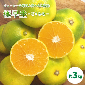 【2026年10月中旬頃から順次発送】温州みかん「 極早生 」 約3kg ＜ 秀品 ＞【 ギフトBOX 入り】【KK3021】