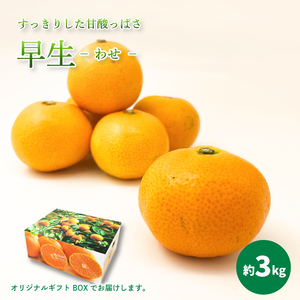 【2026年11月中旬頃から順次発送】 温州みかん 「 早生 」＜ 秀品 ＞ 約3kg　【 ギフトBOX 入り 】【KK3031】