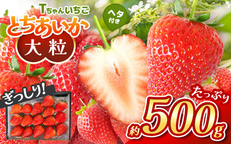 【2027年 先行予約】ぎっしり とちあいか 約500g 大粒(サイズ不揃い)