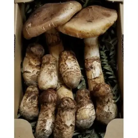 【2026年秋発】岩手県岩泉産松茸　300g前後(250g～350g)(小ぶり、割れ、キズ、開き等)_野菜 松茸 きのこ まつたけ マツタケ_【配送不可地域：離島】【1415824】