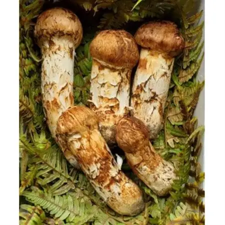 【2026年秋発送】岩手県岩泉産松茸　300g前後(250g～350g)(詰め合わせ)_野菜 松茸 きのこ まつたけ マツタケ_【配送不可地域：離島】【1415864】