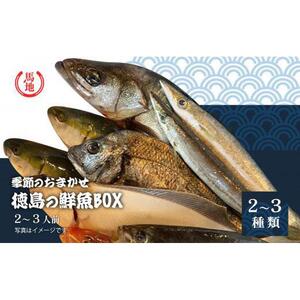 その日のセリの一番魚お届けBOX　2～3人前（下処理済み）