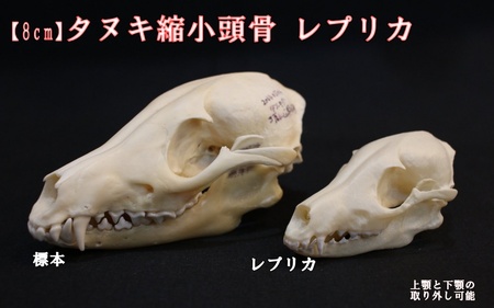 8cm] タヌキ 縮小頭骨レプリカ / レプリカ 標本 コレクション