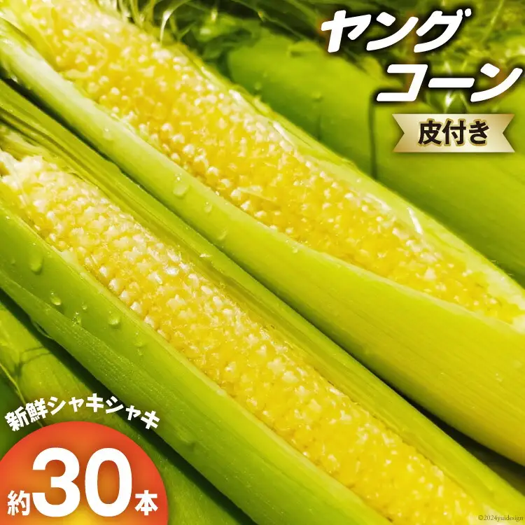 【期間限定発送】朝どれ ヤングコーン 皮つき 約30本 [増田園芸 宮崎県 日向市 452060157]