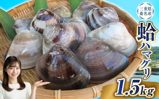  【指定日必須】 丸元水産 桑名産蛤 （ハマグリ） 1.5kg はまぐり ハマグリ 蛤 天然 活 砂抜き済 肉厚 BBQ キャンプ 網焼き 魚介 貝 魚貝 活はまぐり 焼きはま 海鮮 網焼き 酒蒸し お吸い物 パエリア パスタ 桑名 日にち指定  焼きはまぐり 焼き蛤 その手は桑名の焼きはまぐり 特産【2025年9月下旬から2026年6月下旬発送予定】 