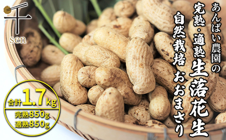 落花生 あんばい農園の完熟・適熟 生落花生 セット 1.7kg 食べ比べ　千ブランド【生落花生 落花生 食べ比べ 豆 つまみ おつまみ】 ピーナッツ 大粒 