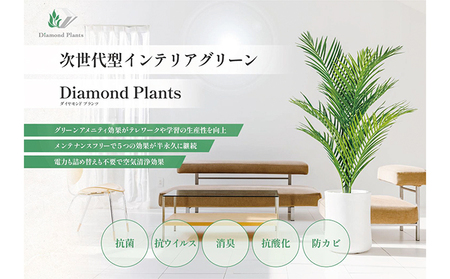 次世代型インテリアグリーン　DiamondPlants　Grande【リビング 寝室】 ナノダイヤモンド 触媒 コーティングして 抗菌 抗ウィルス 消臭 防カビ 抗酸化作用 植物  パキラ・ホワイト鉢