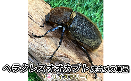 ヘラクレスオオカブト成虫メス単品（♀サイズフリー）【 生き物 昆虫 男の子 子供 飼育観察 自由研究 自然 環境 学習 孫 プレゼント 学び 】 