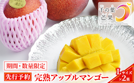 【千の葉ライチ】完熟アップルマンゴーL×2果入 （先行予約）【マンゴー フルーツ 高級果実 国内】 果物 国産 デザート 食後 新鮮 完熟マンゴー 国産マンゴー 化粧箱入り 