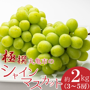極撰！丸亀市の「シャインマスカット」約2kg（3～5房） FAH-0051