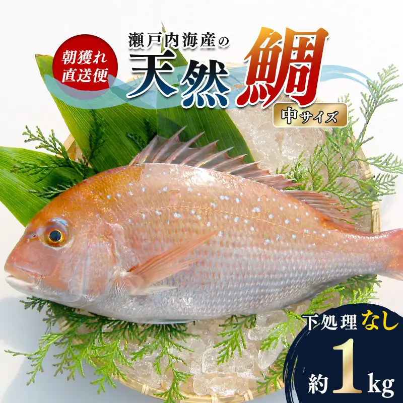 【朝獲れ直送便】天然鯛を丸ごと1匹 中サイズ 【下処理なし】 FAH-0106
