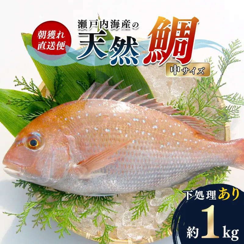 【朝獲れ直送便】天然鯛を丸ごと1匹 中サイズ 【うろこ・内臓取り】 FAH-0107