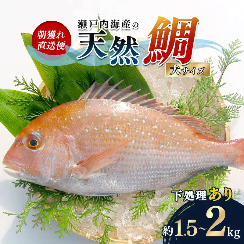 【朝獲れ直送便】瀬戸内海産の天然鯛を丸ごと1匹 大サイズ【うろこ・内臓取り】 FAH-0110