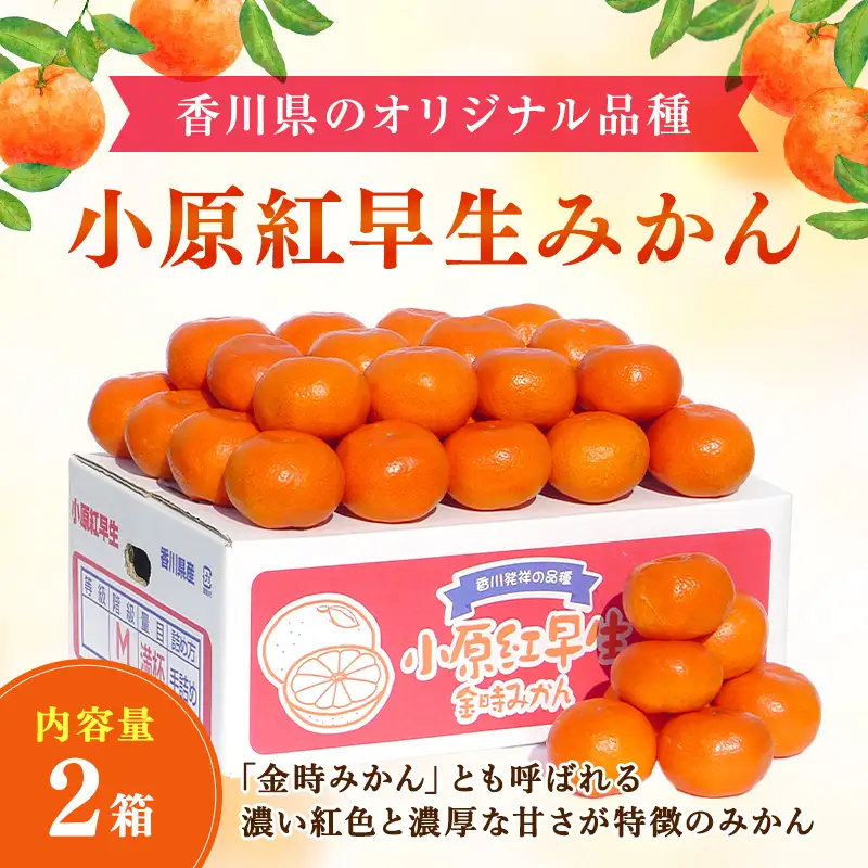 香川県のオリジナル品種 小原紅早生みかん約5kg×2箱 FAH-0138