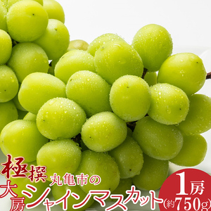 極撰！丸亀市の「大房シャインマスカット」1房（約750g） 果物 デザート ぶどう フルーツ 輝く 高糖度 風味 重宝 美味しい 甘い  FAH-0131