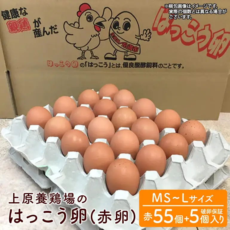 はっこう卵 ( 赤卵 ) MS~L サイズ 55個 +破卵保障5個 サイズ おまかせ 卵 たまご タマゴ 鶏卵 優良醗酵飼料 平飼い ゲージ おいしい 生卵 味卵 煮卵 目玉焼き ゆで卵 キッシュ 朝食 定番 上原養鶏場 沖縄 産地直送 沖縄県 糸満市 115-5