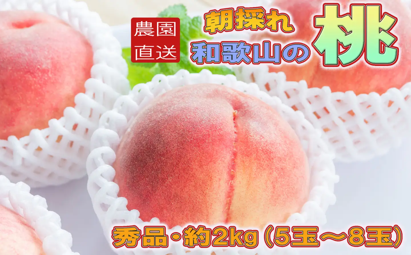  朝採れ 和歌山 の 桃 2kg・秀品【2026年度発送分】 /もも フルーツ 果物 2026年6月下旬～2026年8月上旬頃順次発送 【tec910B】