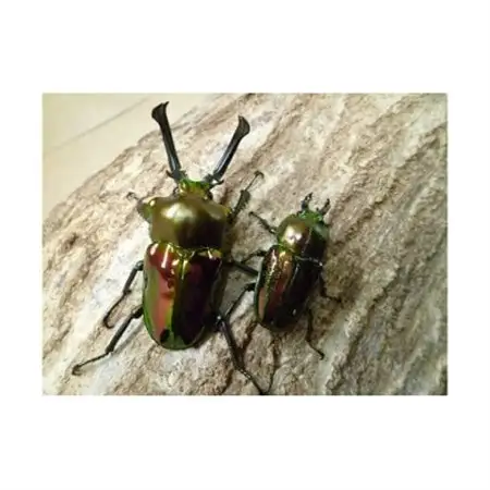 ニジイロクワガタ成虫ペア飼育セット付【1486684】