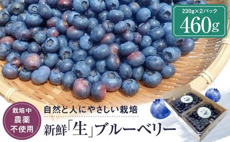 【先行受付】治助ファームの北部ハイブッシュ ブルーベリー「生果実」230g×2 （栽培中農薬不使用）| ブルーベリー  LJ001